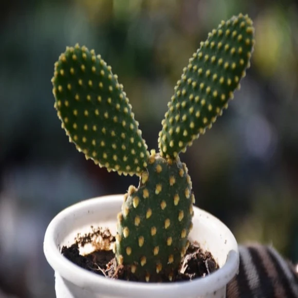 Opuntia Microdasys - Bunny Ear Cactus (Yellow)
