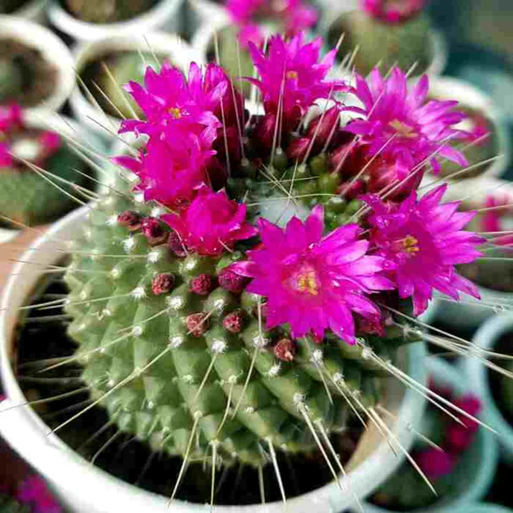 Pincushion Cactus