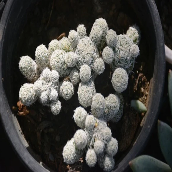 Thimble Cactus