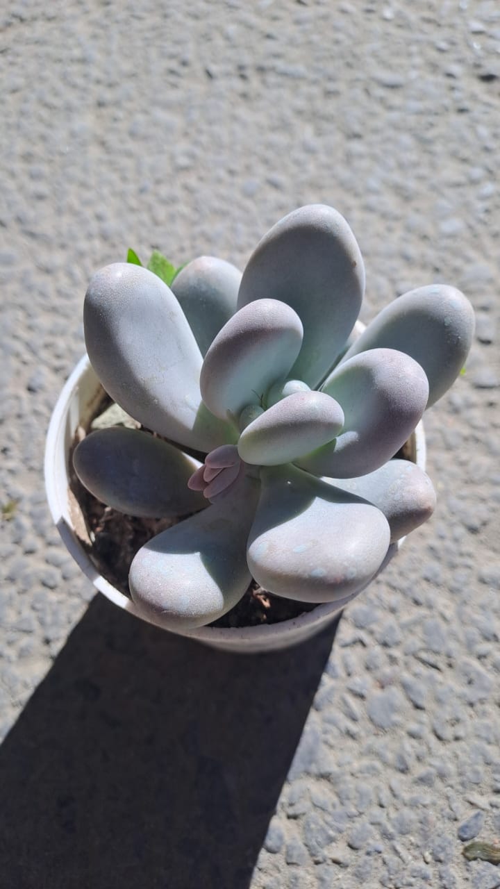Pachyphytum Oviferum