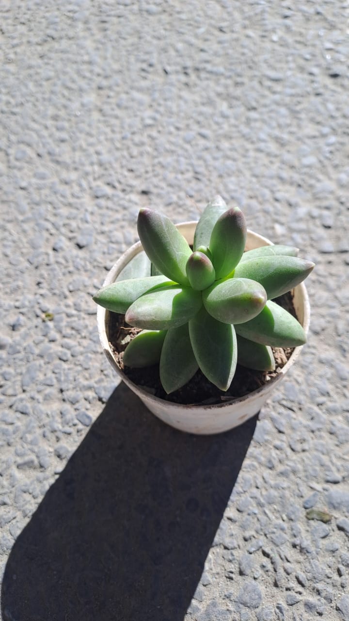 Pachyphytum hookeri