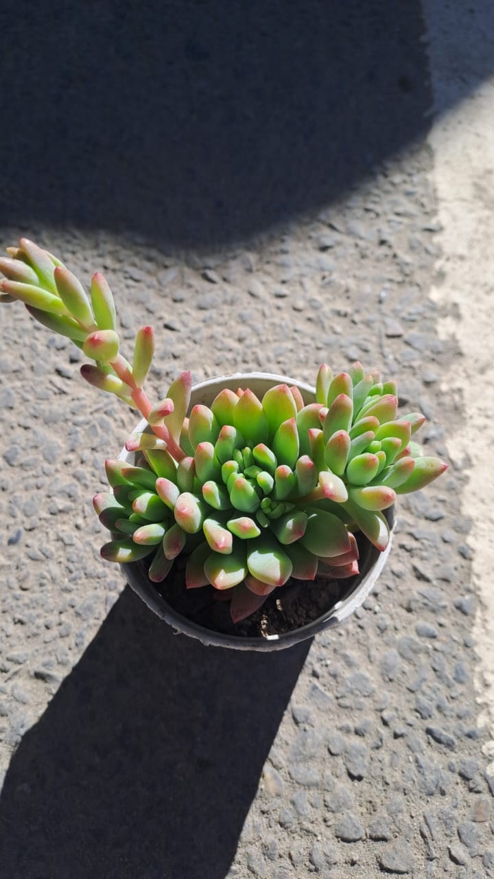 Sedeveria Blue Burrito 