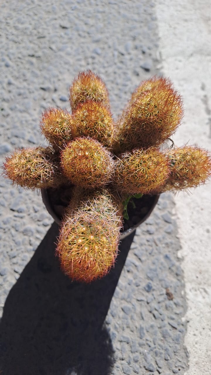 Mammillaria elongata