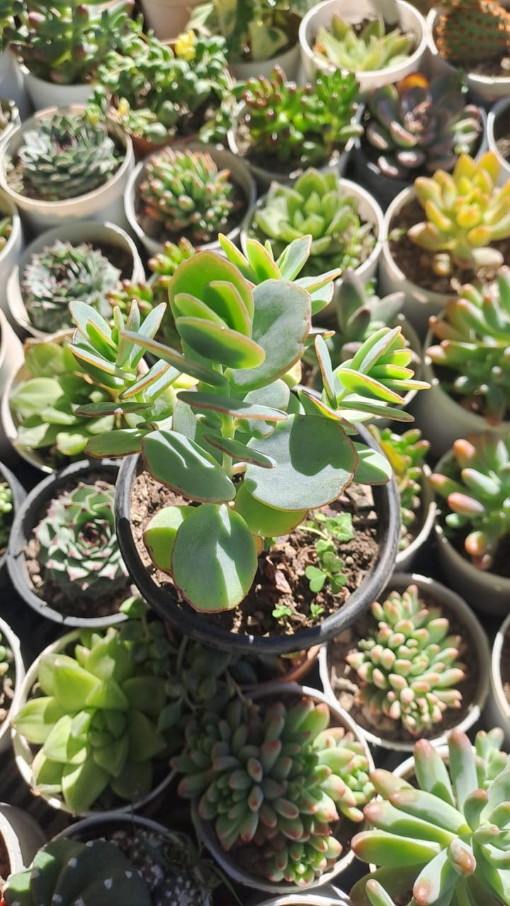 Kalanchoe Marnieriana