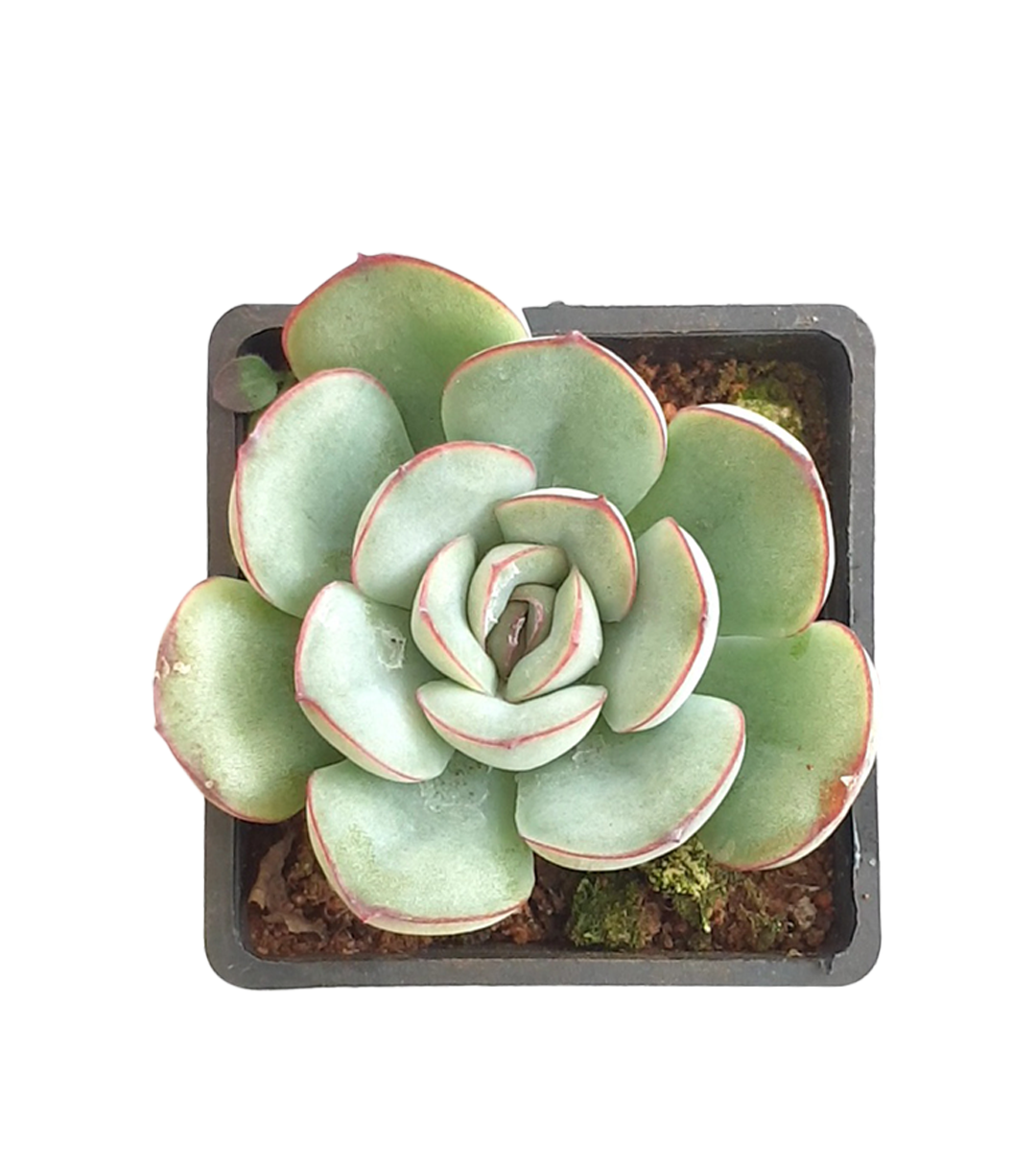 Echeveria pulidonis