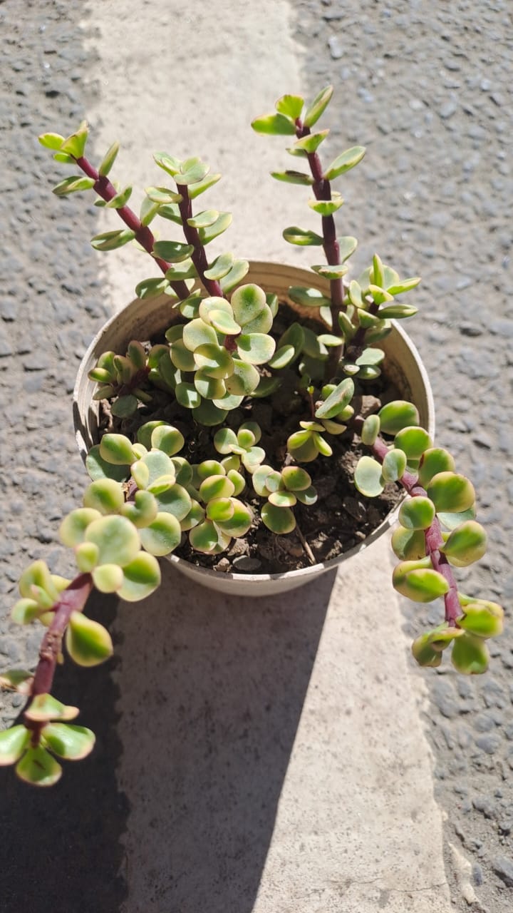 Portulacaria Afra 