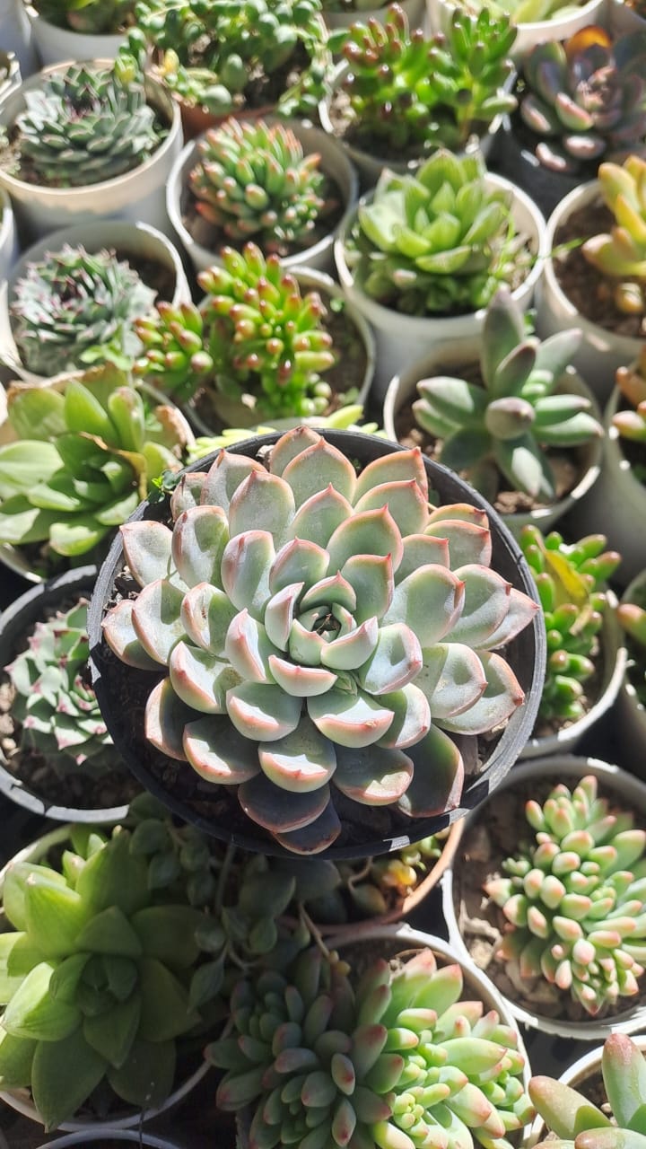 Echeveria elegans