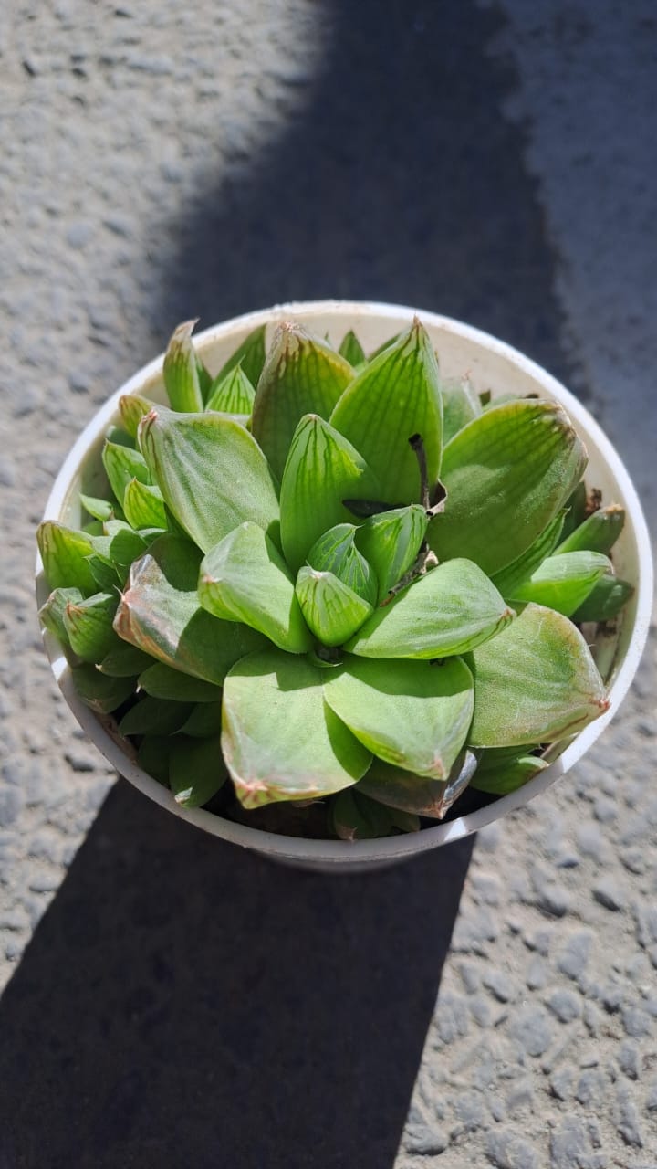 Haworthia cymbiformis
