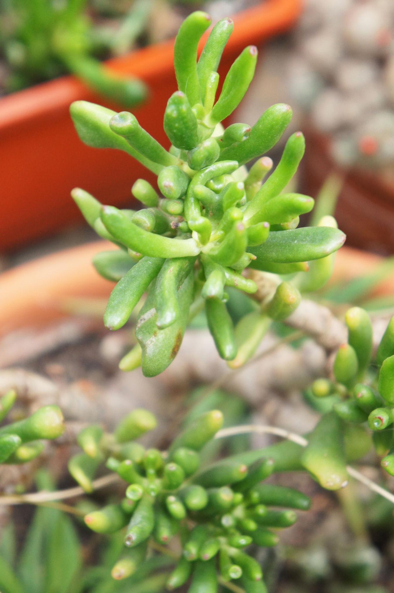 🌿 Crassula Ovata (Gollum Jade / Finger Jade)