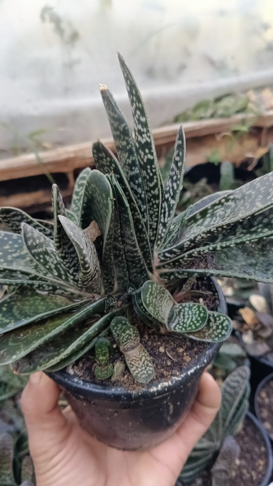 Gasteria 