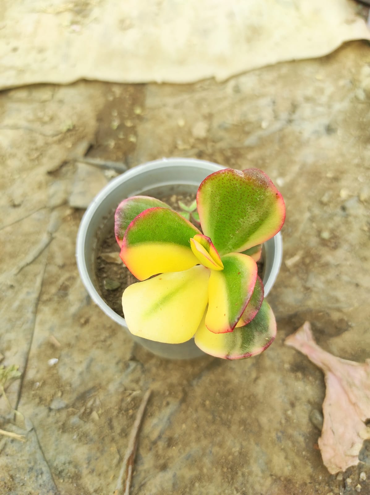 Variegated Jade Plant (Crassula Ovata)